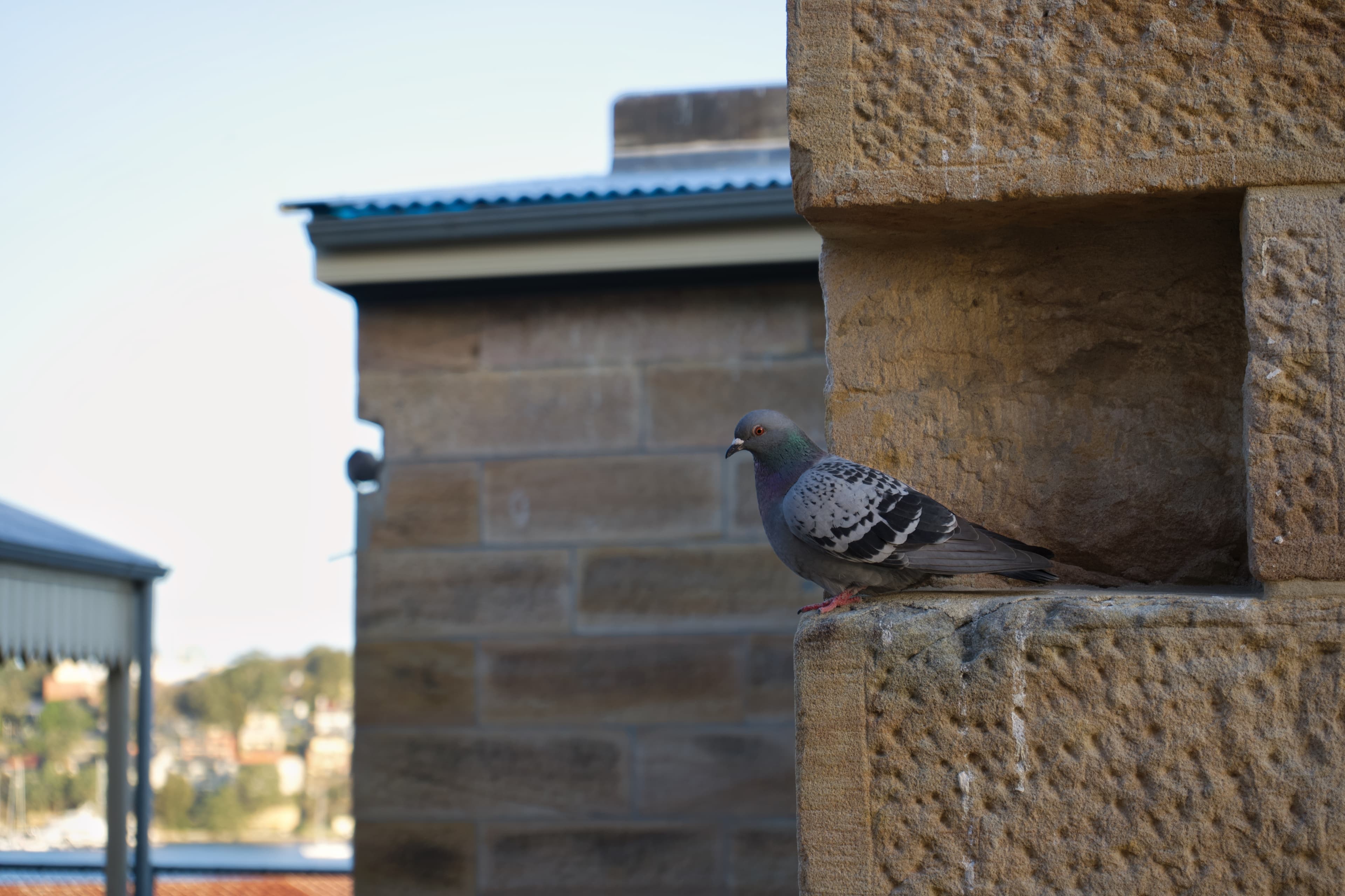A grey pigeon perched on a sandstone ledge beside a stone building