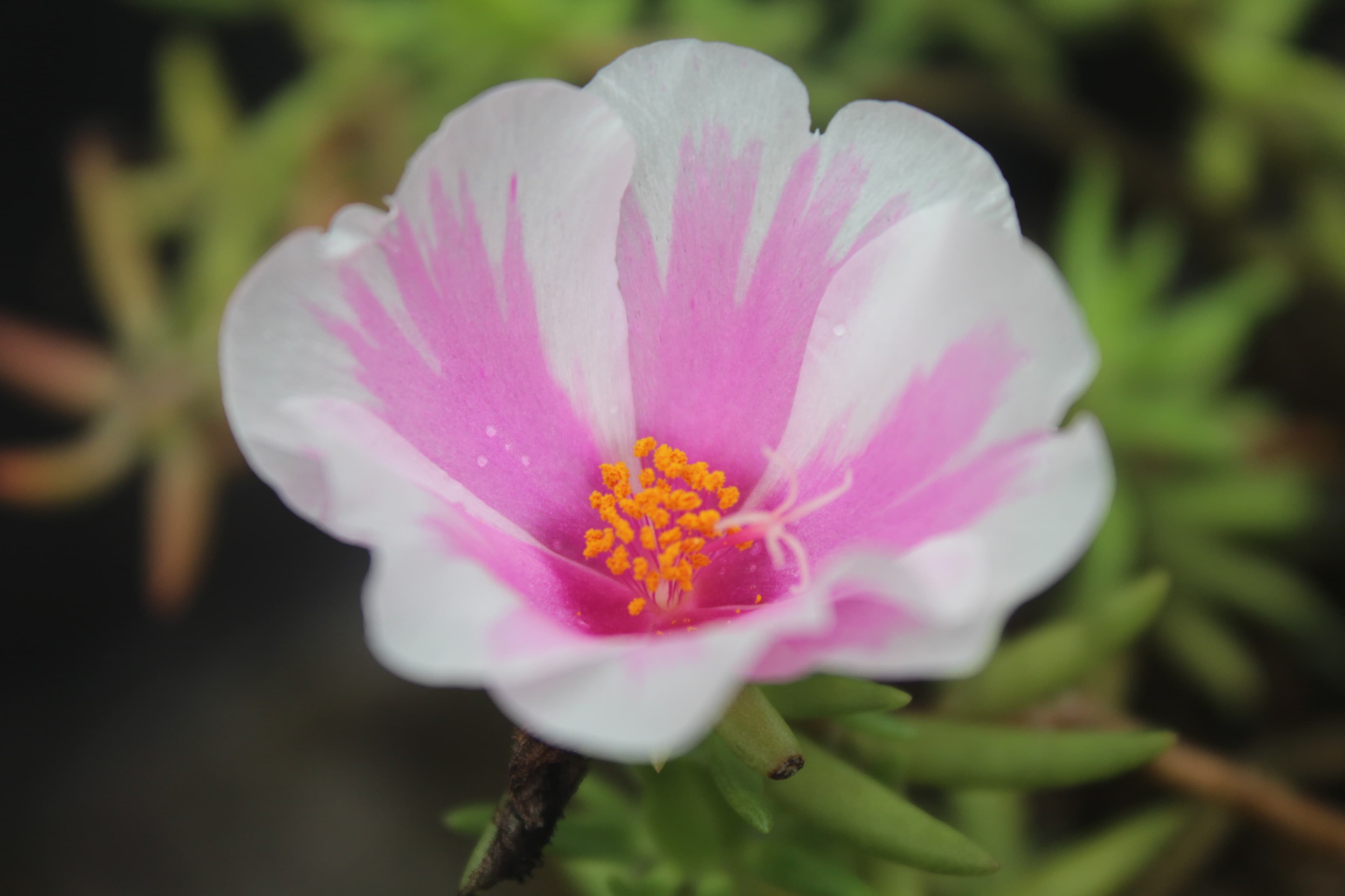 Close-up of a pink and white flower with yellow stamens against soft green foliage
