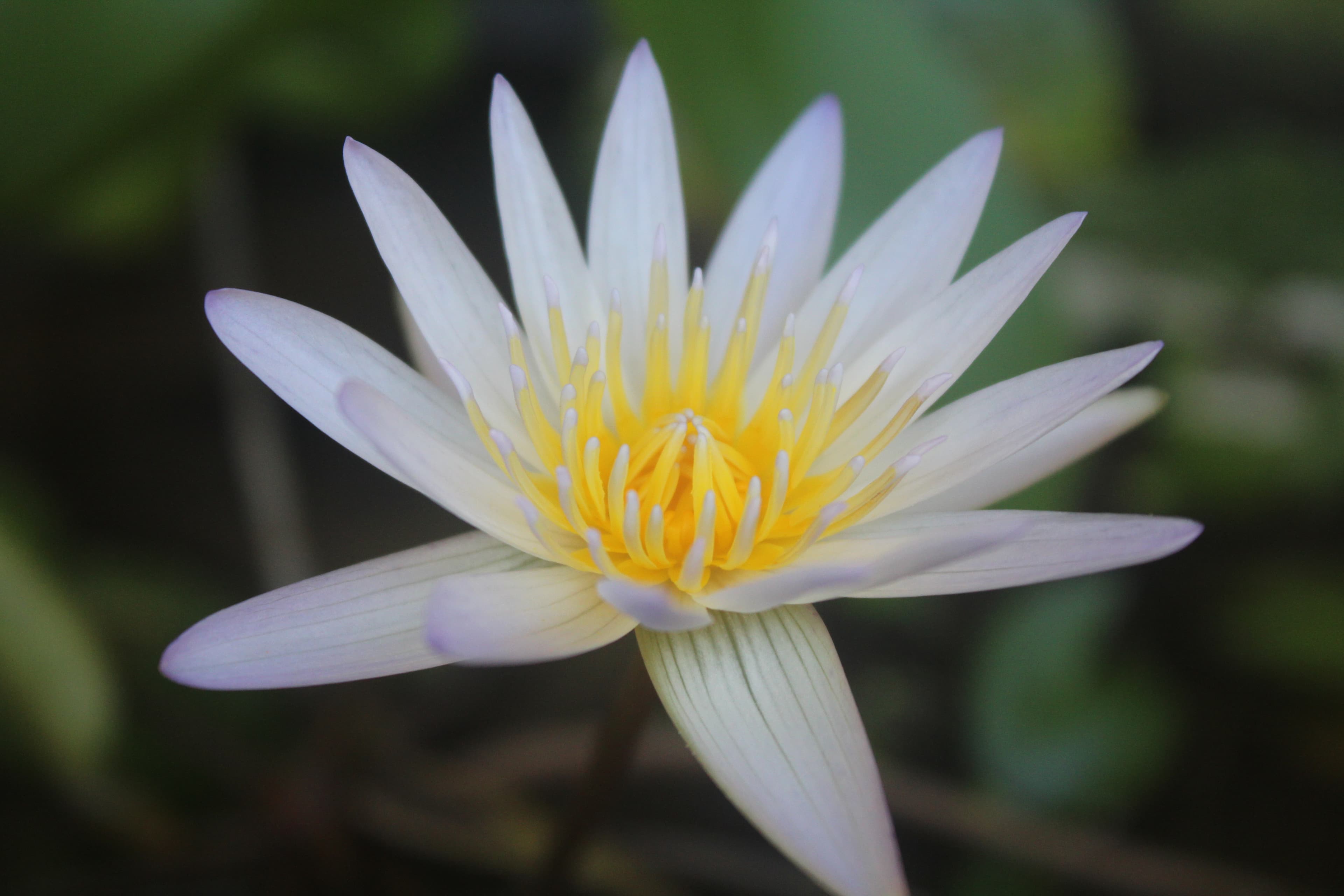 A pale water lily with lavender-tipped petals and a bright yellow centre against a blurred green background
