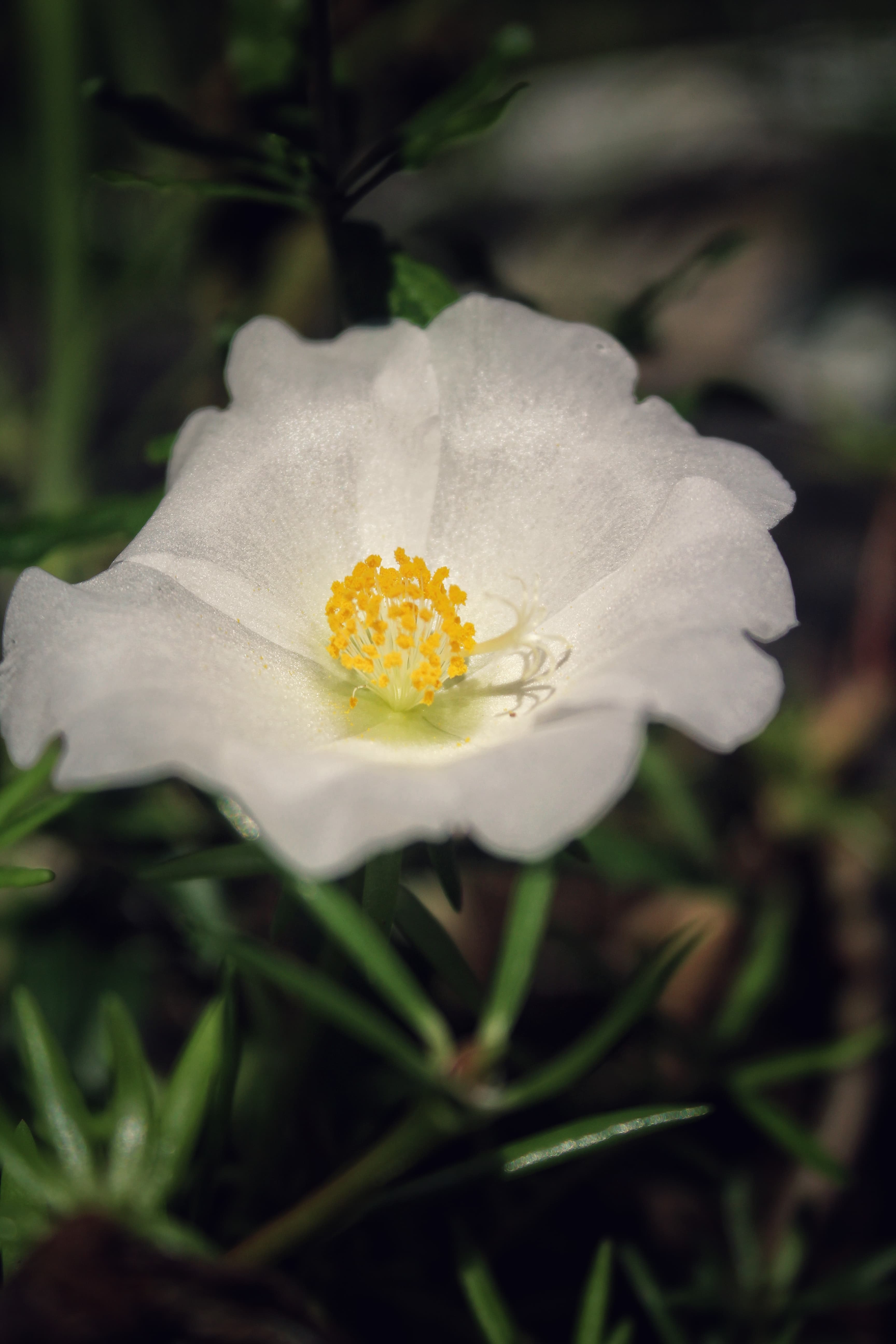 Close-up of a white flower with yellow stamens against dark green foliage